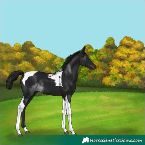 Horse Color:Gray Brown Tobiano