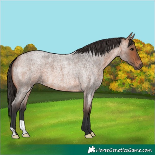 Horse Color:Bay Roan 
