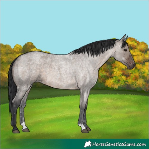 Horse Color:Brown Roan Dun 