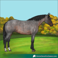 Horse Color:Brown Roan Rabicano