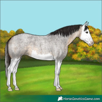 Horse Color:Buckskin Roan Splash 