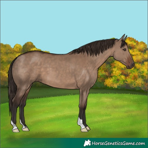 Horse Color:Liver Red Dun 