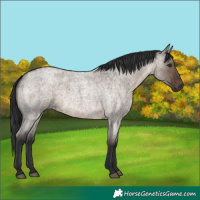 Horse Color:Brown Roan Dun 