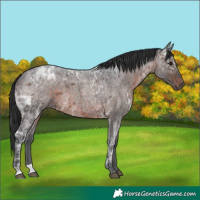 Horse Color:Brown Ice Roan