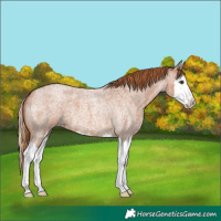 Horse Color:Red Roan Splash 