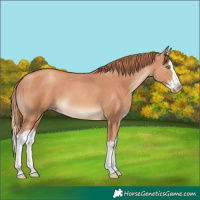 Horse Color:Gold Champagne Splash