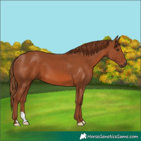 Horse Color:Chestnut 