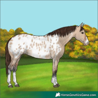 Horse Color:Bay Dun Sabino Appaloosa