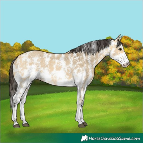 Horse Color:Buckskin Dun Sabino