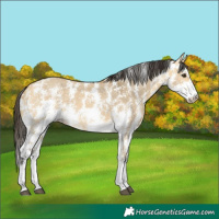 Horse Color:Buckskin Dun Sabino