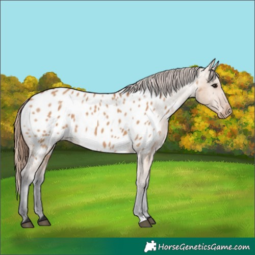 Horse Color:Bay Dun Near Leopard 