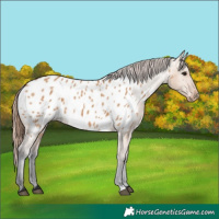 Horse Color:Bay Dun Appaloosa