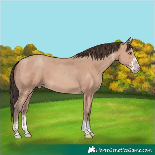 Horse Color:Amber Champagne Sabino