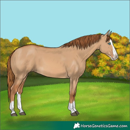 Horse Color:Red Dun Splash
