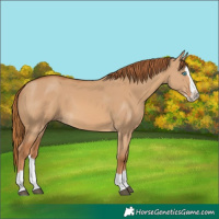 Horse Color:Red Dun Splash 