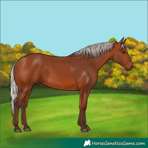Horse Color:Silver Bay 