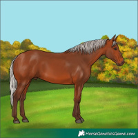 Horse Color:Silver Bay 