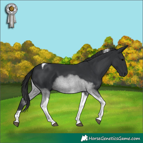 Horse Color:Black Tobiano 