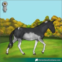 Horse Color:Black Tobiano