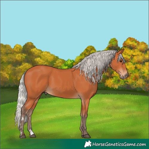Horse Color:Silver Bay 