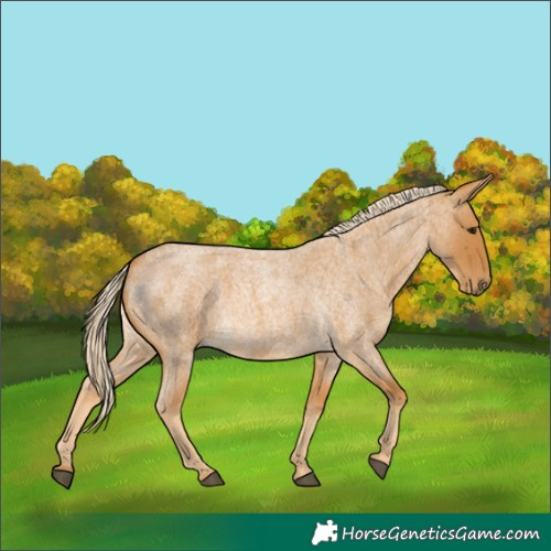 Horse Color:Palomino Roan