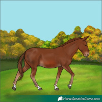 Horse Color:Chestnut 