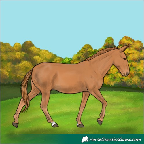 Horse Color:Chestnut 