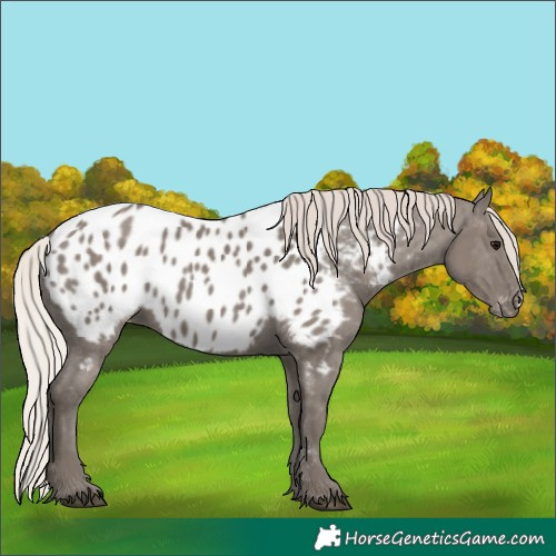 Horse Color:Silver Grullo Near Leopard 