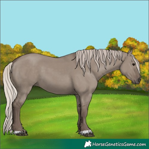 Horse Color:Silver Grullo 
