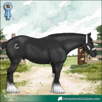 Horse Color:Liver Chestnut Tobiano 