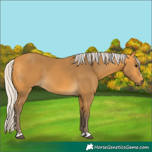 Horse Color:Silver Buckskin 