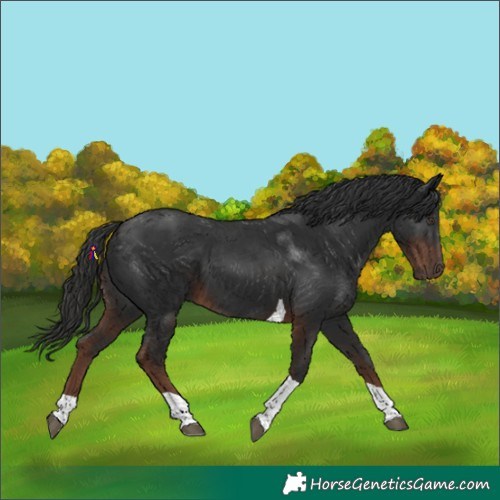 Horse Color:Liver Chestnut Tobiano 