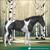 Horse Color:Black Tobiano 