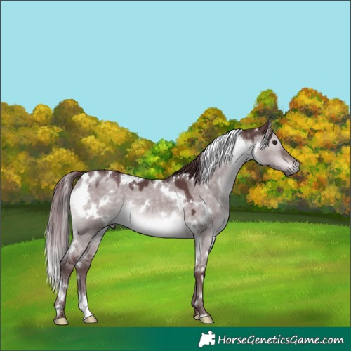 Horse Color:Platinum White Spotted Chocolate Brown Dun 