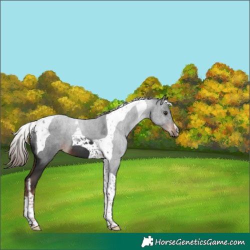 Horse Color:Liver Chestnut Tobiano 