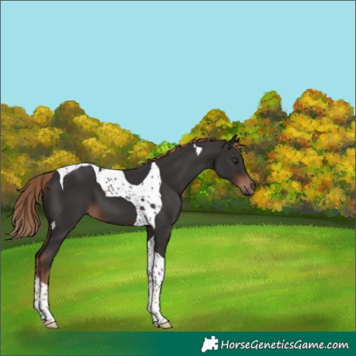 Horse Color:Liver Chestnut Tobiano 