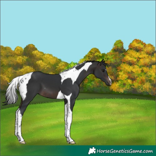 Horse Color:Brown Mushroom Tobiano 