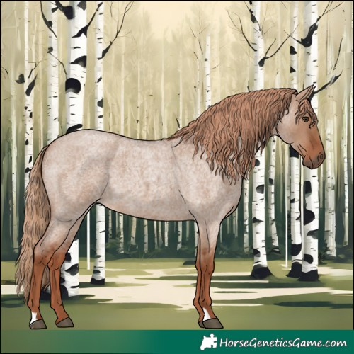Horse Color:Red Dun Roan 