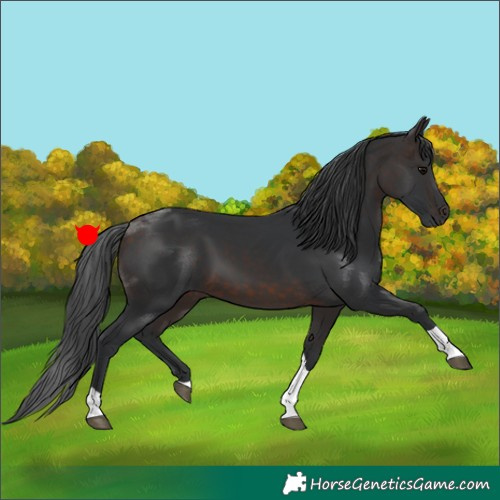 Horse Color:Unknown 