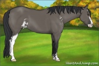 Horse Color:Grullo Sabino 