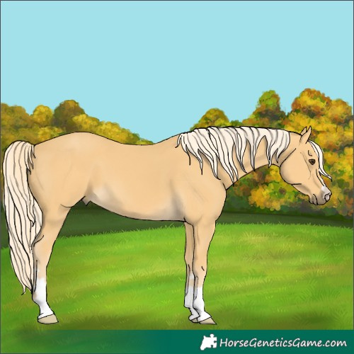 Horse Color:Palomino 