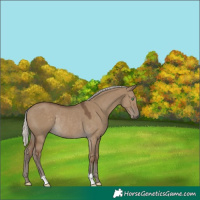 Horse Color:Silver Smoky Grullo Rabicano