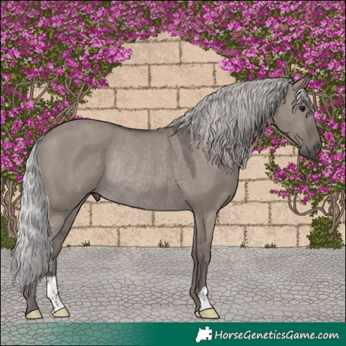 Horse Color:Platinum Silver Grullo Rabicano 