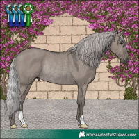 Horse Color:Platinum Silver Grullo Rabicano 