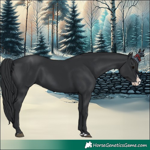 Horse Color:Black Splash