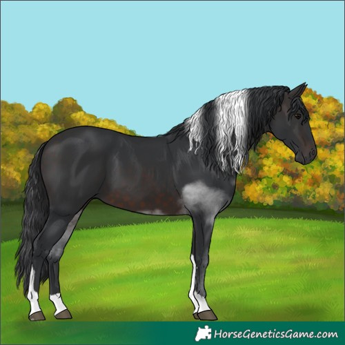 Horse Color:Unknown 
