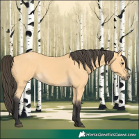 Horse Color:Buckskin 