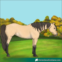 Horse Color:Buckskin