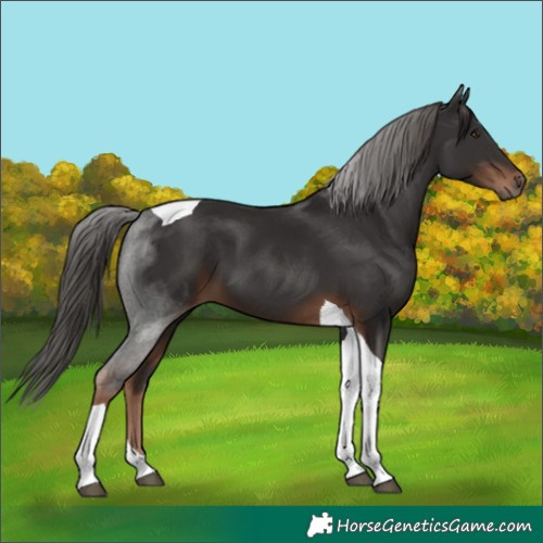 Horse Color:Liver Chestnut Tobiano 