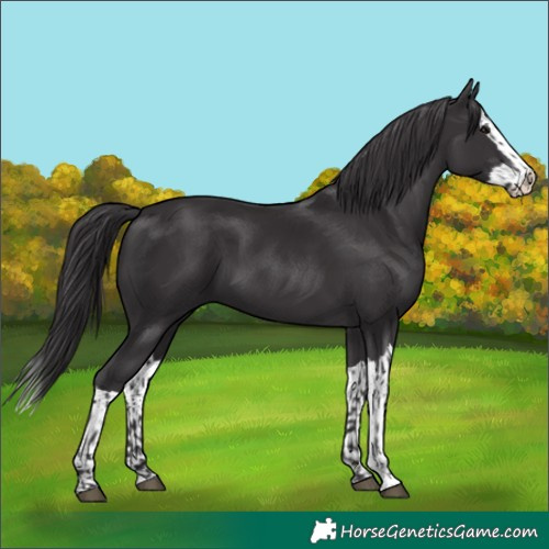 Horse Color:Smoky Black  and Smoky Black Splash 